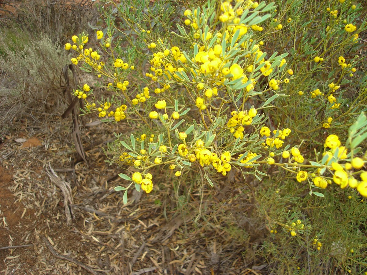 Senna artemisiodes Desert Cassia 2